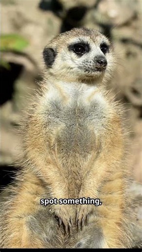 If Meerkats Stop Watching… Someone Dies