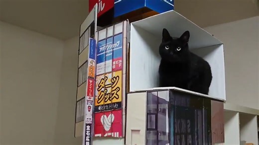 Shinjuku 3D cat in your house 😂 creative cat tree in Japan | Japan in my eyes