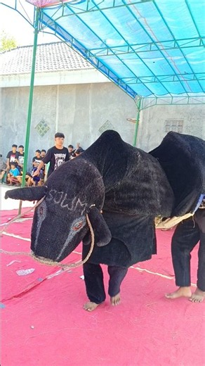 Banteng Ugal-ugalan....!! #viralvideo