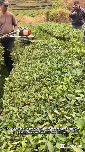 The Tea Harvesting Process