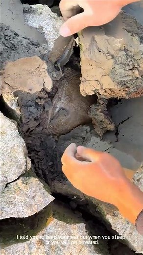 Pond exploration: Man successfully catches soft-shelled turtle in cracked waters