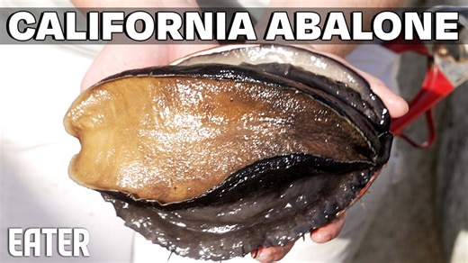 The Cultured Abalone is a red abalone farm in California, raising one of the rarest and most expensive shellfish in the world. In this episode of Vendors, we visit its Santa Barbara facility to see the entire process — from spawning and hatching microscopic larvae to hand-harvesting market-ready abalone. Once abundant along the California coast, red abalone was nearly wiped out by overfishing and environmental decline. Now, the Cultured Abalone Farm supplies top restaurants across the country wi