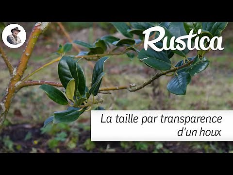 La taille par transparence d'un houx