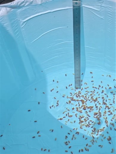 Clip taken from the video Overshotted Rigs - Choosing the Right Size Casters! #casters #fishingbait #matchfishing #fyppage