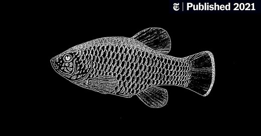 Saved by a Bucket, but Can the Owens Pupfish Survive?