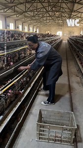 Women collecting eggs | Watercooler