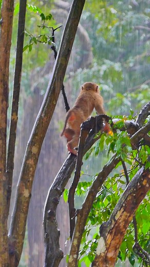 Nature’s little masterpiece — perfectly imperfect 💕🐾🌸 | Monkey love