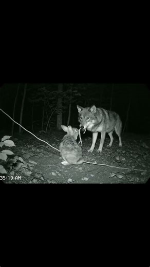 AI Story: A Wolf Helps a Trapped Rabbit Escape 🐺🐰