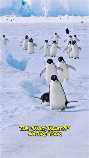 🐧 Penguin The Wait, What! Nature Tour