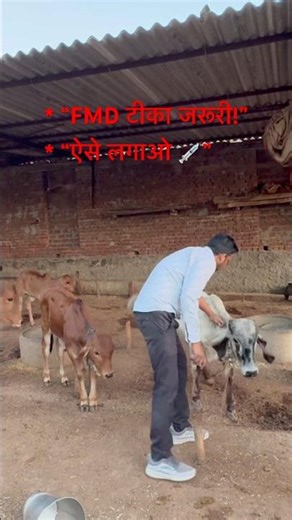 How is the FMD vaccine administered in the village? 💉 The complete indigenous method, step by ste...