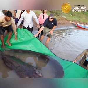 12M views · 23K reactions | A 661-pound stingray, considered the heaviest freshwater fish on record, was caught on June 13 and released back into the Mekong River in Cambodia the next day. The female, named Boramy – meaning “full moon” in Khmer, the native language of Cambodia – was released back into the river after being electronically tagged to allow scientists to monitor her movement and behavior. https://cbsn.ws/3y9at3w | CBS Sunday Morning | Facebook
