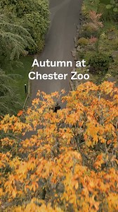 126K views | The perfect autumn day out is waiting for you at Chester...