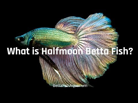Halfmoon Betta - What is halfmoon betta fish? - How big do betta fish get?