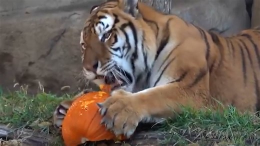 12K views · 91 reactions | Watch as zoo animals enjoy Halloween fun with pumpkins, spooky decorations, and special fall-themed treats. #usatodaypets | GoErie.com | Erie Times-News | Facebook
