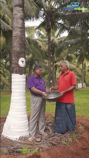 Benefits of Super Phosphate in Coconut Ttrees