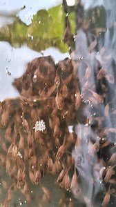 How to care for snakehead fish seeds that were originally predatory fish and have switched to eating factory-made feed🤩🤩 #fypreels #highlight #globalreach #aquaticanimals #babysnakehead #everyone | Eko Putrasulung