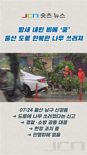 밤새 많은 비 내린 울산…신정동 도로에 나무 쓰러져, 출근길 현장 조치