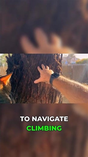 Kitten Tree Climbing: A Global Learning Experience?