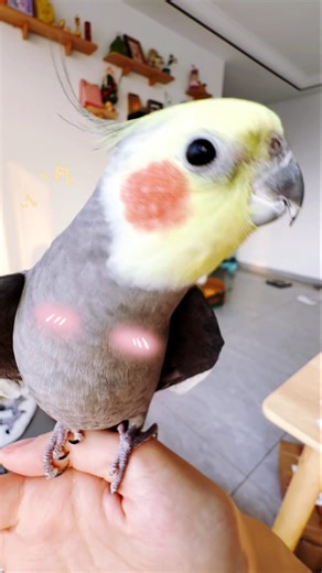 Larry the cockatiel whistling Mickey Mouse theme! Too cute to handle! ☺️🎶🦜 #cockatielscraze