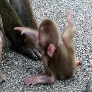 1.3M views · 12K reactions | Why do parents treat their children so badly? #monkey #group I JUST REALLY LIKE MONKEYS | Monkey Life TV | Facebook