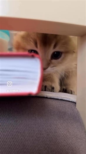 Con Cottias on Reels