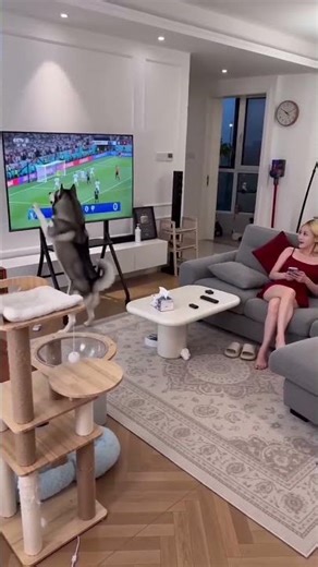 Daily Demolition Diaries: Our Pet's Fun Destruction Adventure