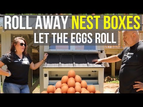 Roll Away Nest Box : Does It Work?