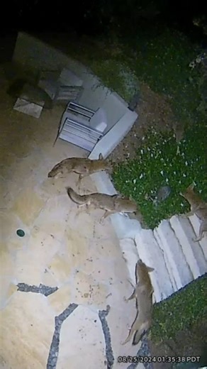 Nature Is Metal on Instagram: "Fair Fight 📽 by @andreduqum This raccoon did not choose violence, but it happily obliged when it came knocking. You would think that the sight of five coyotes would trigger the raccoon’s flight response immediately, but in this case, the coyotes actually seem to be at even strength against the concentrated ball of primal rage they have inadvertently unleashed. Eventually, the action moves away from the stationary security camera, so I cannot tell you what happens