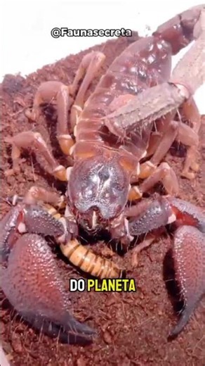 Os Escorpiões Mais Perigosos do Mundo!#escorpiao #curiosidades #naturezaviva #animaisperigosos