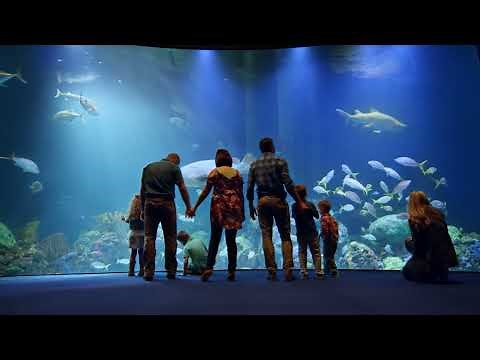 Explore Wonders of Wildlife National Museum & Aquarium