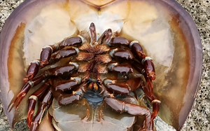 这竟然是国家保护动物，我还以为是异形抱脸虫