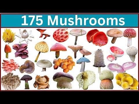 Discover 175 Unique Mushrooms You Never Knew!