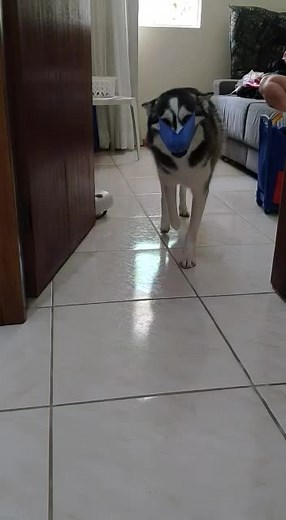 Use máscara 😷#husky #petsoftiktok #fy #viral #huskysiberiano #fyp #coronavirus #pet #petinfluencer #foryou