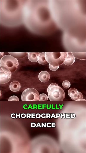 The Overlooked Stage That Saves Your Cells #cellbiology #mitosis #science