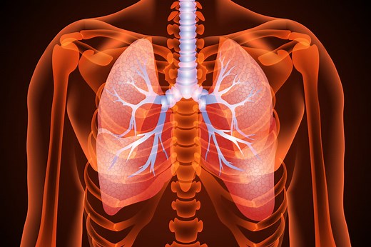 Système respiratoire : définition, schéma, liste d'organes