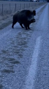 A wild boar is standing dead still on a lonely farm track at dusk. 🐗 Instead of backing up, the camera keeps walking straight toward it, gravel crunching louder with every step. In one violent burst the boar charges and slams the phone out of their hand. 🔥 Would you ever walk straight at a wild boar like this? | Wild Animal Encounters