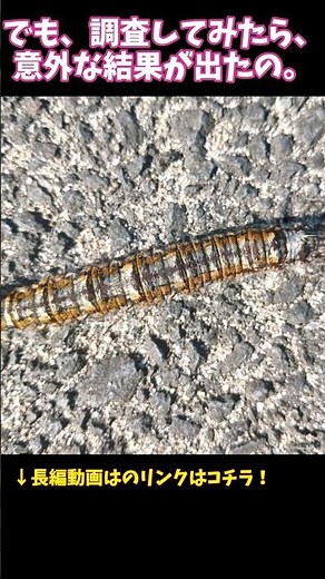 伝統の害虫対策「こも巻き」は本当に効果あったのか？ #虫の教養図鑑 #昆虫雑学 #害虫対策