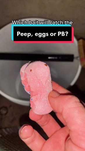 Sneaky little mice. I need to release them but it’s been so cold 🥺 (I’m putting my money on the peeps)