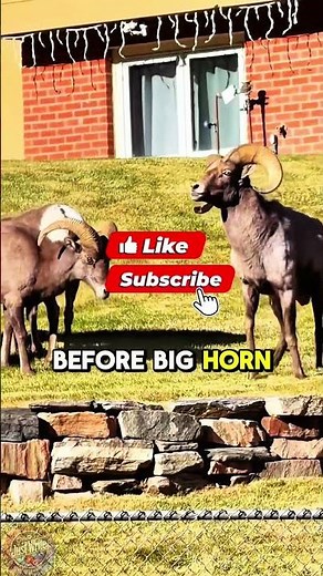 This “Bighorn Ram” Animal Is Actually Terrifying 😳