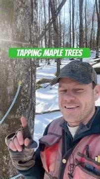 Is tapping maple trees for their sap harmful to them??