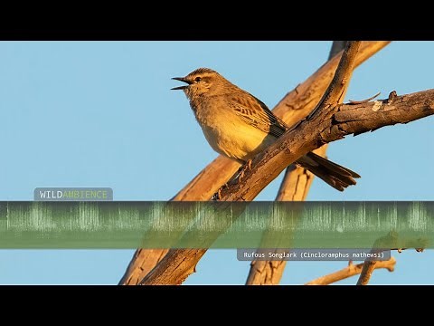 Rufous Songlark Calls & Song