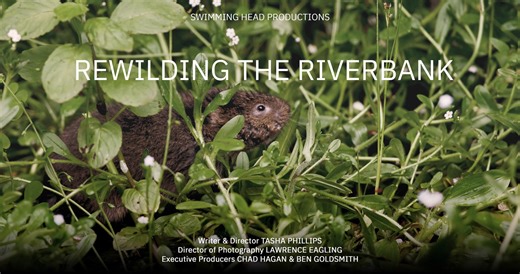 Rewilding the Riverbank