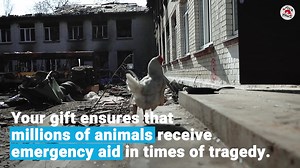 When a disaster strikes, animals are often left to fend for themselves, wandering helplessly, scared and alone with no access to food or water. 🐱🆘 Your donation can ensure that animals are cared for in times of tragedy. Will you help today? | FOUR PAWS