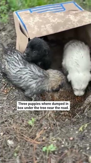 unboxing puppies dumped in box
