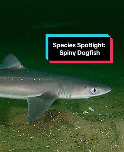 Spiny Dogfish: A Spotlight on This Unique Species