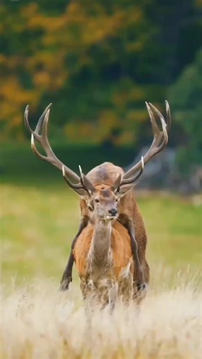 Wild Red Deer in Natural Behaviour #WildlifeUSA #AnimalWorld #WildAnimals #wildlifeusa🇺🇸🇺🇸🇺🇸