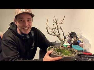 Bonsai Malus (Apfelbäumchen) Umtopfen