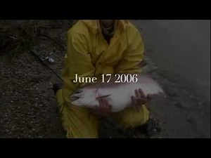World Record Rainbow Trout- Our Story 1