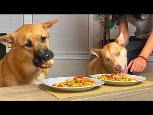 Dogs Review Food |Dogs' First Time Eating Pasta with Chicken |Funny Moments with Shepherd Husky Pals