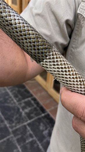 Japanese rat snake reveals fresh skin during a satisfying full-body shed